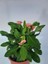 Pembe Japon İğnesi Dikenler Tacı Euphorbia Milii Fidanı 10-20 cm 1