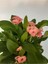 Pembe Japon İğnesi Dikenler Tacı Euphorbia Milii Fidanı 10-20 cm 2