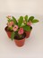 Pembe Japon İğnesi Dikenler Tacı Euphorbia Milii Fidanı 10-20 cm 1
