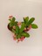 Pembe Japon İğnesi Dikenler Tacı Euphorbia Milii Fidanı 10-20 cm 2