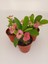 Pembe Japon İğnesi Dikenler Tacı Euphorbia Milii Fidanı 10-20 cm 3