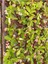 Pembe Japon İğnesi Dikenler Tacı Euphorbia Milii Fidanı 10-20 cm 4