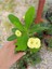 Sari Japon İğnesi Dikenler Tacı Euphorbia Milii Fidanı 10-20 cm 1