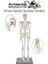 Iskelet Maketi 85 cm 1 Adet Eğitim Insan Iskelet Modeli Iskelet Sistemi Haraketli Iskelet Anatomisi 1