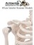 Iskelet Maketi 85 cm 1 Adet Eğitim Insan Iskelet Modeli Iskelet Sistemi Haraketli Iskelet Anatomisi 2