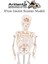 Iskelet Maketi 85 cm 1 Adet Eğitim Insan Iskelet Modeli Iskelet Sistemi Haraketli Iskelet Anatomisi 4
