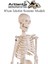 Iskelet Maketi 85 cm 1 Adet Eğitim Insan Iskelet Modeli Iskelet Sistemi Haraketli Iskelet Anatomisi 5