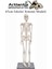 Iskelet Maketi 45 cm 1 Adet Eğitim Insan Iskelet Modeli Iskelet Sistemi Haraketli Iskelet Anatomisi 1