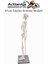 Iskelet Maketi 45 cm 1 Adet Eğitim Insan Iskelet Modeli Iskelet Sistemi Haraketli Iskelet Anatomisi 2