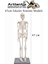 Iskelet Maketi 45 cm 1 Adet Eğitim Insan Iskelet Modeli Iskelet Sistemi Haraketli Iskelet Anatomisi 3