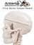 Iskelet Maketi 45 cm 1 Adet Eğitim Insan Iskelet Modeli Iskelet Sistemi Haraketli Iskelet Anatomisi 4