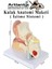 Kulak Anatomisi Modeli 1 Adet Insan Işitme Sistemi Ses Anatomik Modeli Deney Bilim Tıbbi Model Kulak Maketi Masaüstü 2