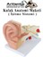 Kulak Anatomisi Modeli 1 Adet Insan Işitme Sistemi Ses Anatomik Modeli Deney Bilim Tıbbi Model Kulak Maketi Masaüstü 3