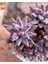 Kırmızı Mücevher Sukulent / 5,5 cm Saksıda / Pachyphytum Compactum Red Tips Succulent / Özel Tür 1