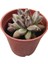 Kırmızı Mücevher Sukulent / 5,5 cm Saksıda / Pachyphytum Compactum Red Tips Succulent / Özel Tür 4
