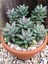 Kırmızı Mücevher Sukulent / 5,5 cm Saksıda / Pachyphytum Compactum Red Tips Succulent / Özel Tür 5