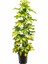 Şeflera( Alacalı ) – Şemsiye Ağacı 60-80 cm 1
