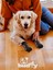 Anti - Skid Kayma Önleyici Köpek Çorabı - M Beden 4 Adet 4