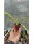 Kurdele Çiçeği Fidanı Chlorophytum 10-20 cm 1