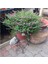 Kufeya Cennet Çiçeği Pembe 10-20 cm 4