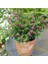 Kufeya Cennet Çiçeği Pembe 10-20 cm 5