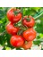 Traveller Salkım F1 Sırık Kahvaltılık Domates Tohumu (10 Tohum) 1