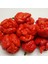 Trinidad Moruga Scorpion Akrep Biber Tohumu Dünyanın En Acı 2. Biberi Tohumu (4 Tohum) 1