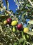 Zeytin Ağacı Fidanı -Arbequına- Aşılı 2 Yaş 20-50 cm Boylarında Tüplü Doğaşık 3