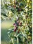 Zeytin Ağacı Fidanı -Arbequına- Aşılı 2 Yaş 20-50 cm Boylarında Tüplü Doğaşık 5