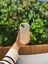 Apple iPhone 15 Uyumlu Koruyucu Kırmızı Kalp Desenli Şık Kılıf 1