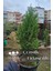 Saksılı Roket Ardıç Çam Fidanı 2 Yaş ( Juniperus Virginiana ) 5