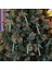 6x Noel Ağacı Şeker Kamışı Koltuk Değneği Dekorasyon Garland Yeşil Için Asılı Hediye Süsleme (Yurt Dışından) 4