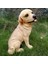 Labrador Figürleri Heykelleri Mini Reçine Zanaat Minyatür (Yurt Dışından) 3