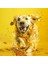 Kedi Ve Köpekler Için Omega 3 Ve 6 Içerikli Balık Yağı 200 Ml 5