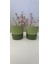 Ixora 9 cm Saksı Genişlik 9 cm Yükseklik 9 cm ( 400 ml ) 2 Adet 2