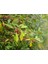 Japon Iğdesi, Güz Zeytini Veya Güz Yemişi (Elaeagnus Umbellata) 2 3