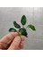 Anubias Nana Petite 4-6 Yaprak 1