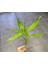 Dracaena Sanderiana (Şans Bambusu) 1