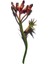 Extra-Firming Phyto - Serum 50 ml 3