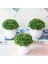 11 Yapay Bitkiler Bonsai Ev Dekor Küçük Ağaç Saksı Bitkileri Bonsai Sahte Çiçekler Saksı Süsler Wediing Dekorasyon Bahçe Dekor (Yurt Dışından) 2