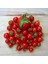 Sunagri Cherry Domates Tohumu - Parlak Kırmızı Lezzetli Yüksek Verimli Askıya Uygun 2