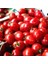 Sunagri Cherry Domates Tohumu - Parlak Kırmızı Lezzetli Yüksek Verimli Askıya Uygun 3