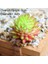 Yeşil Ji Wa Lian Yeşil Yapay Succulents Bitkiler Ev Bahçe Yatak Odası Balkon Masaüstü Masa Mini Bonsai Düğün Parti Dekorasyon Sahte Bitkiler (Yurt Dışından) 1