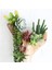 Shichuanhua Çeşitli Yapay Etli Bitkiler Lotus Manzara Dekoratif Çiçek Mini Yeşil Sahte Succulents Bitki Bahçe Düzenleme Dekor (Yurt Dışından) 2
