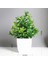 Ylc Yapay Bonsai Yeşil Sahte Bitki Okaliptüs Çiçek Saksı Bitki Kapalı Açık Ev Yatak Odası Bahçe Dekorasyon Malzemeleri (Yurt Dışından) 1