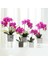 L Beş Yapraklı Simülasyon Bitkileri Phalaenopsis Yaprağı Dekoratif Çiçekler Yardımcı Malzeme Çiçek Dekorasyonu Orkide Yaprakları Mikro Peyzaj Dekoru (Yurt Dışından) 5