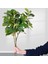 Ev Dekoru Için Ficus Dekoratif Yapay Ficus Bitkileri Iç Estetik Için Uzun Dallı Sahte Yeşillik (Yurt Dışından) 2