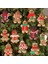 C02 6/12 Adet Zencefilli Kurabiye Adam Süsler Noel Süslemeleri Ağacı Asılı Kolye Noel Sevimli Komik Çocuk Hediye 2023 Navidad Dekor (Yurt Dışından) 2