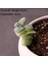 Fg x iao Dou Lian Yapay Succulents Bitkiler Ev Bahçe Yatak Odası Oturma Odası Ofis Dekorasyon Aksesuarları Sahte Bitkiler Masaüstü Mini Küçük Bonsai (Yurt Dışından) 1
