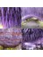 Kırmızı Wisteria Vine Yapay Çiçekler Asılı Çelenk Düğün Kemer Duvar Dekorasyonu Ev Bahçe Partisi Dekoru Için Dıy Sahte Çiçek Bitkiler (Yurt Dışından) 5
